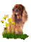 chien-dog-butterfly - Gratis geanimeerde GIF geanimeerde GIF
