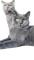 cats - kostenlos png Animiertes GIF