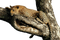 leopard - безплатен png анимиран GIF