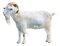 chèvre - darmowe png animowany gif