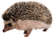 Kaz_Creations Hedgehog - Free PNG Animated GIF
