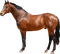 Kaz_Creations Horse - фрее пнг анимирани ГИФ