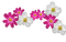 flores*kn* - darmowe png animowany gif