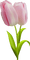 Frühling, Blumen - png gratis GIF animado