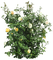 plants katrin - png gratis GIF animado