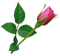 Róża - png gratis GIF animado