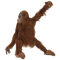 monkey bp - gratis png geanimeerde GIF