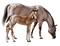 caballo - png gratis GIF animasi