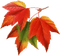 leaves blatt fall autumn feuille leaf