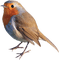 Kaz_Creations Birds Bird