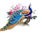 peacock -2 Nitsa - gratis png geanimeerde GIF