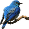 bird - png gratis GIF animado