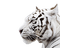 Kaz_Creations Animal-Tiger - Free animated GIF