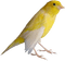birds katrin - gratis png animeret GIF
