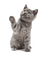 Kaz_Creations Cats Cat Kitten - Free PNG Animated GIF