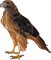 Eagle - PNG gratuit GIF animé