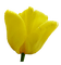 Tulip - PNG gratuit GIF animé