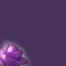 minou-background-purple