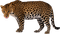 Леопард - besplatni png animirani GIF