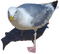 Vögel - PNG gratuit GIF animé