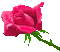 Rosas corazón - Ingyenes animált GIF animált GIF