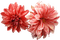 Kaz_Creations Deco Flowers Colours - png ฟรี GIF แบบเคลื่อนไหว