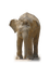 elephant-animal - ilmainen png animoitu GIF