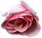 Tube Rose - darmowe png animowany gif