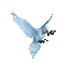 Le pigeon - Dove