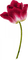 Kwiat deco - PNG gratuit GIF animé