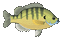 poison FISH GIF - Бесплатный анимированный гифка анимированный гифка