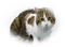 patymirabelle chat - kostenlos png Animiertes GIF