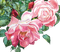 flowers milla1959 - безплатен png анимиран GIF