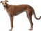 Собака - ingyenes png animált GIF