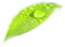 green leave png - png grátis Gif Animado