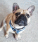 Bulldog Francês - GIF animado gratis GIF animado