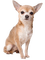 Dog, Hund, - zadarmo png animovaný GIF