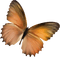 autumn deco kikkapink png brown butterfly