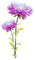Flowers.Purple