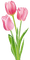 tulipan - png grátis Gif Animado