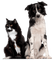 dog cat family - 免费PNG 动画 GIF