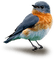 pajaro - Free PNG Animated GIF