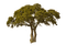 African tree, sunshine3 - PNG gratuit GIF animé