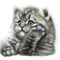 thinking cat - 免费PNG 动画 GIF