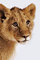 lionceau mimi 3 - png gratis GIF animado