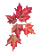 autumn, burgundy maple leaves - Zdarma animovaný GIF animovaný GIF
