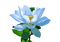 flower,lotus - png grátis Gif Animado