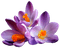 flowers - бесплатно png анимированный гифка
