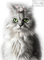 cat - Free PNG Animated GIF