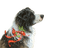 loly33 chien hiver - png gratis GIF animasi